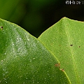 Aegialitis annulata (Club Mangrove) Salt crystals on the leaf surface. Plumbaginaceae<br />Canon EOS KDX (400D) + EFS60 F2.8